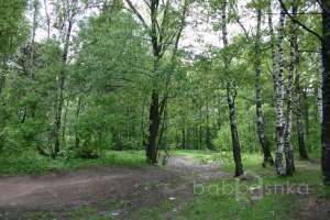 IMG_0110 лес Съёмки Москва