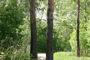 IMG_0102 лес Съёмки Москва