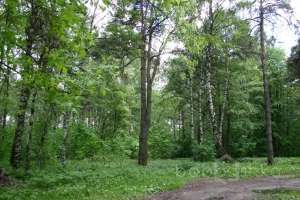 IMG_0111 лес Съёмки Москва