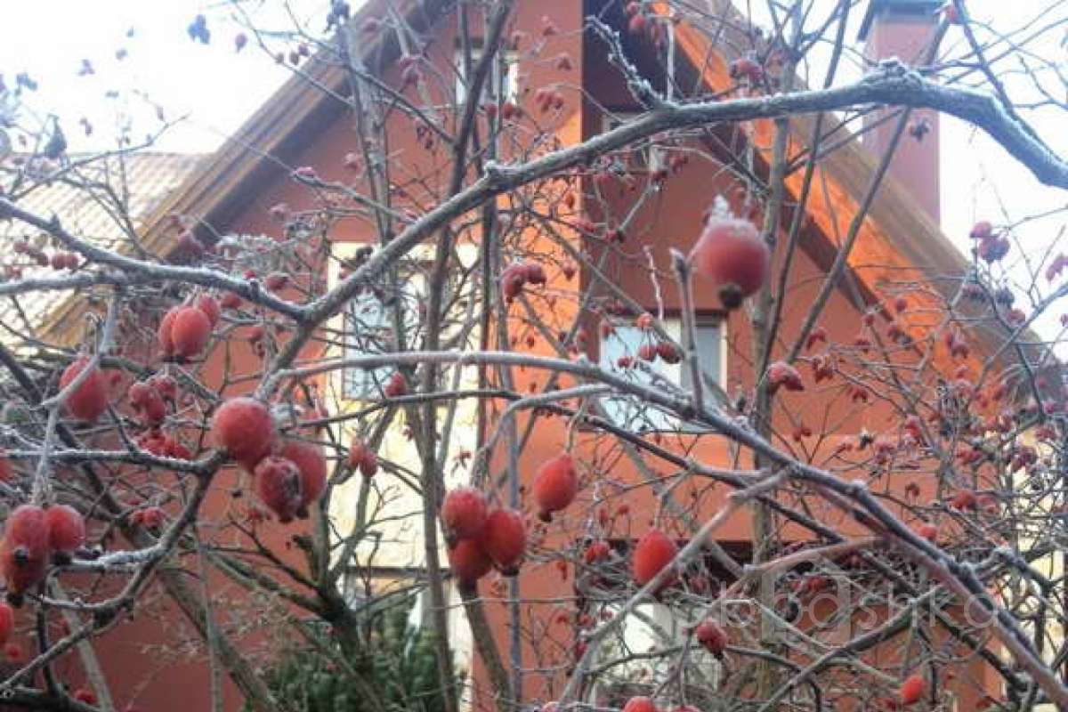 %D0%92%D0%B5%D1%88%D0%BA%D0%B8%20(%D0%9B%D0%B5%D0%BD%D0%B0)_23 дома 